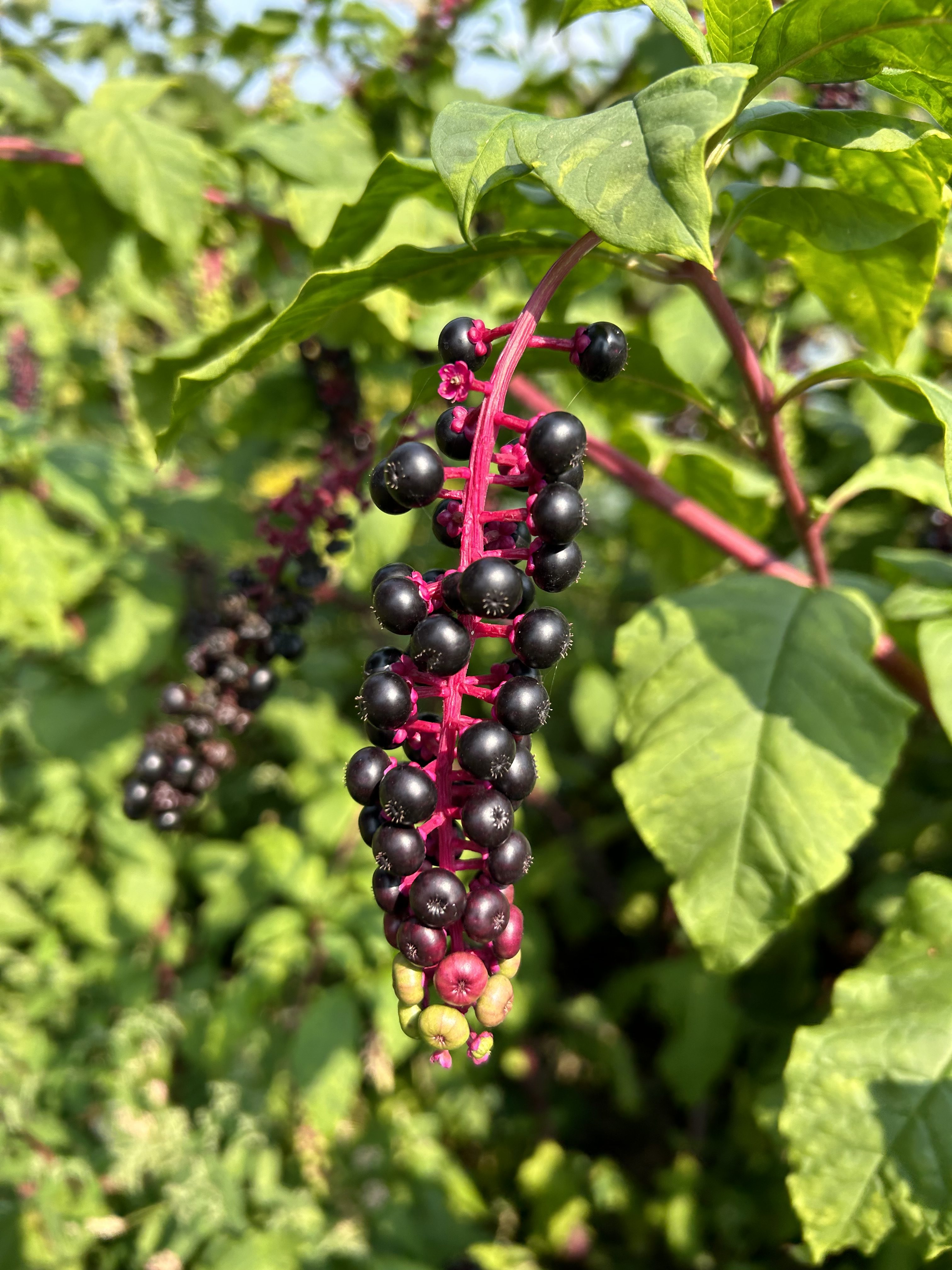 A photo of wild berries taken with the iPhone 14.