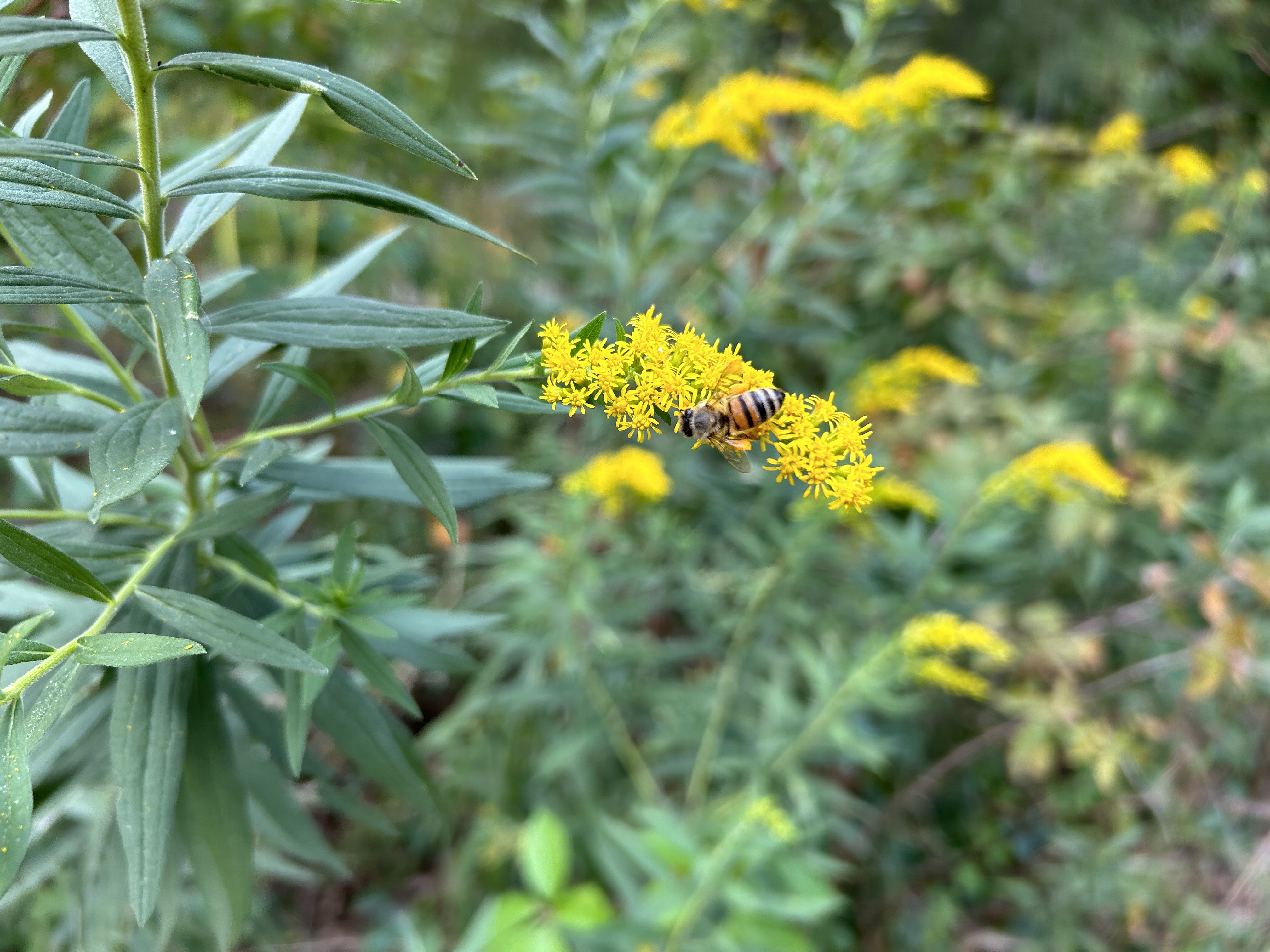 A photo of a yellow flower with a bee on it, taken with the iPhone 14.